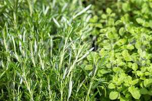 Herbs for sale at market