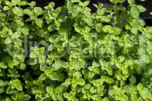 Herbs for sale at market