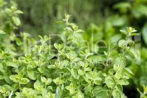 Herbs for sale at market