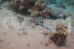 blaupunkt stechrochen korallen