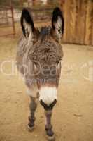 Gray Donkey Face with White Nose