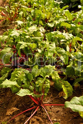 Leafy Green Beet Plants in Garden