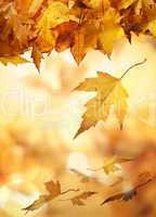 Yellow autumn leaves
