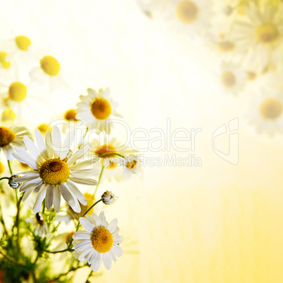 Summer wildflowers: chamomile