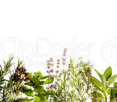 Herbs border on white