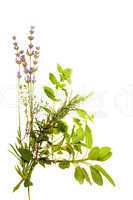 Bunch of herbs on white