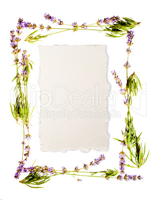 Lavender frame isolated on white