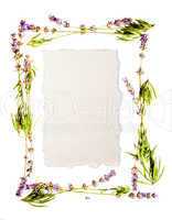 Lavender frame isolated on white