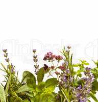 Herbs against white background