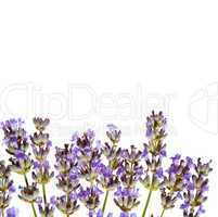 Lavender isolated on white