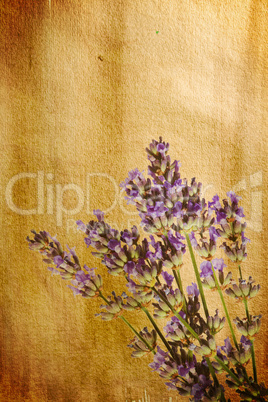 Lavender sprig on watercolour background