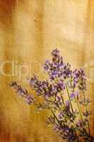 Lavender sprig on watercolour background