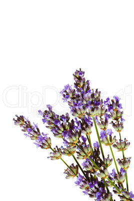 Lavender sprig on white background