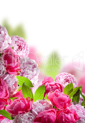 Peonies border on white background