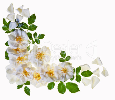 White roses border, isolated