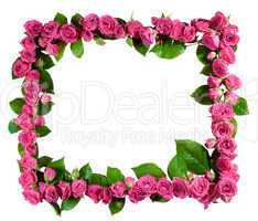 Roses frame, isolated
