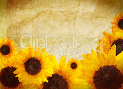 Sunflower border