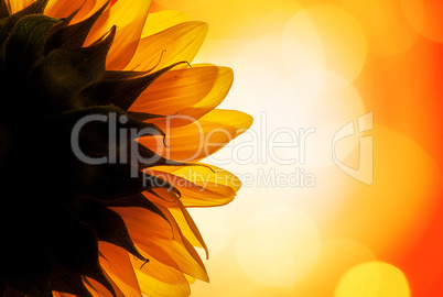 Sunflower in the sun