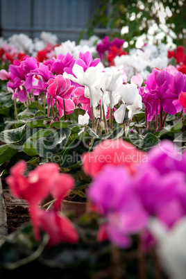 Cyclamen flowers in a greenhouse