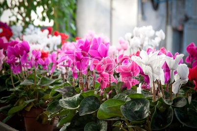 Cyclamen flowers in a greenhouse