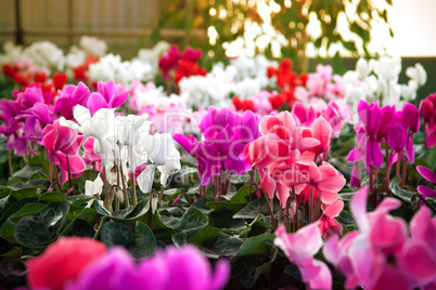 Cyclamen flowers in a greenhouse