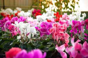 Cyclamen flowers in a greenhouse