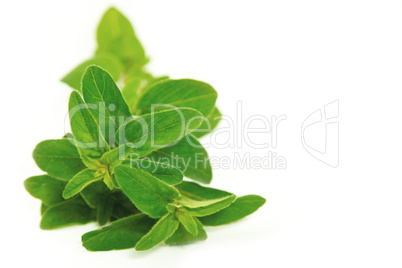 Fresh oregano on white background