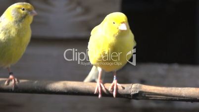 Gelbe Vögel