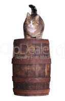 cute cat sitting on wooden barrel