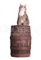snoopy cat on barrel