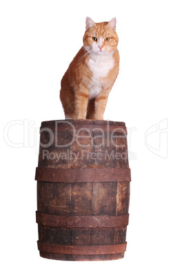 cat on wooden barrel