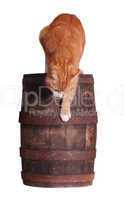 cat and wooden barrel