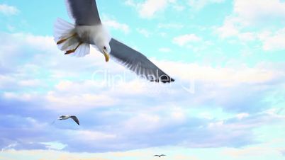 Flock of seabirds flying and feeding