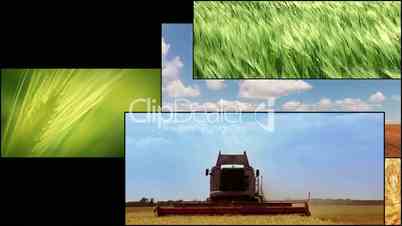 Agriculture. Cereal crops. Harvesting. HD montage