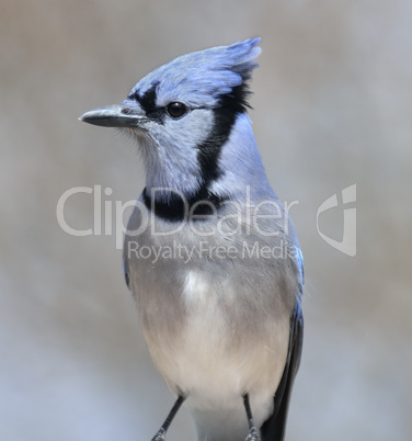 Blue Jay Bird