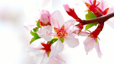 pink cherry flowers blooming in springtime