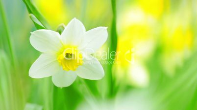narcissus in the green grass