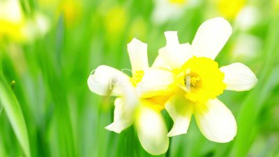 narcissus in the green grass