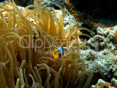 anemonen fische