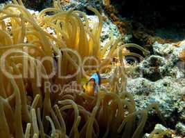 anemonen fische