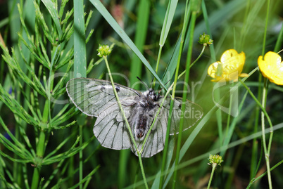 apollofalter grossansicht