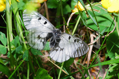 apollofalter oben