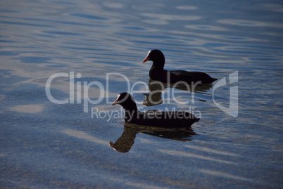 enten und schatten