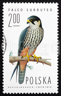 postage stamp poland 1975 hobby falcon, bird of prey
