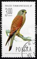 postage stamp poland 1975 common kestrel, falcon