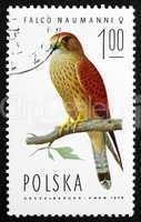 postage stamp poland 1975 lesser kestrel falcon
