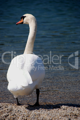 schwan am see