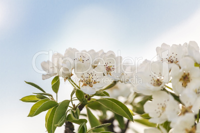 Cherry blossoms