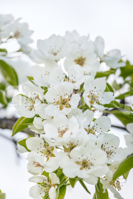 Flowering cherry