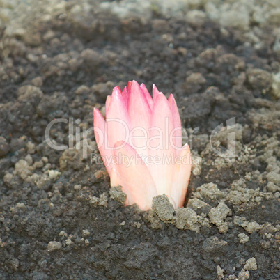 Lily plant in the ground in springtime